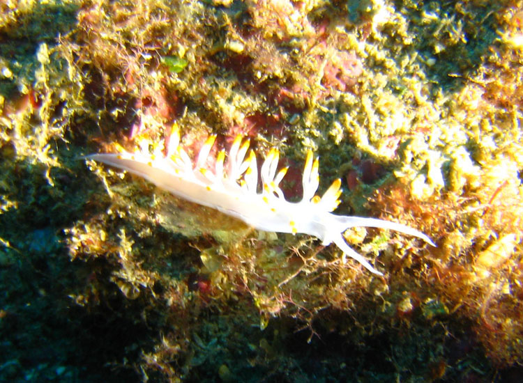 Flabellina babai